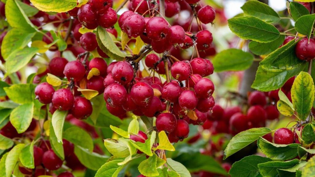A bunch of red crabapples in one of the various types of crabapple trees