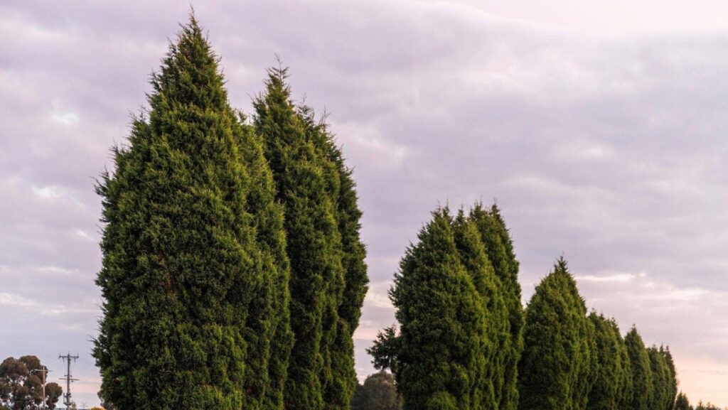 A row of Leyland cypress, one of the fastest growing privacy trees, forming a dense green barrier along a roadside.